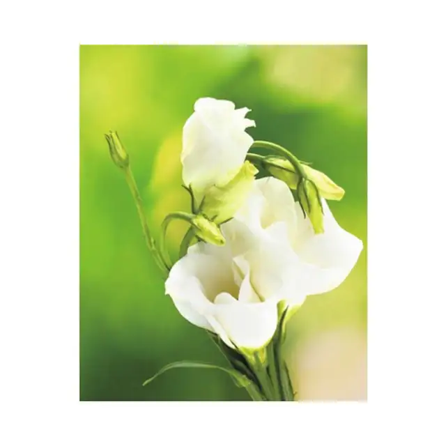 Panou radiant infrarosu tip tablou 13649031 80x60 cm 450 Watt